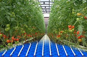 Водяной теплый пол в теплице